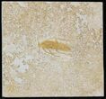Fossil Wasp (Pseudosirex?) - Solnhofen Limestone #31709-1